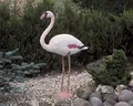 Produktbild: Ubbink Teichdekoration Flamingo