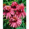 Produktbild: Echinacea Purpurea Doppeldecker Roter Sonnenhut Ca. 9x9 cm Topf