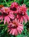 Produktbild: Echinacea purpurea 'Doppeldecker' 9x9 cm Topf – Winterhart, Mehrjährig, Pflegeleicht – Purpur-Sonnenhut – Staude für Beet & Rabatte