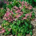 Produktbild: Epimedium Grandiflorum 'rubinkrone' P 0,5