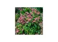 Produktbild: Epimedium grandiflorum 'Rubinkrone', Elfenblume, ca. 9x9 cm Topf