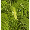 Produktbild: Seidenakazie - Schlafbaum 40-60cm - Albizia julibrissin
