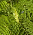 Produktbild: Seidenakazie - Schlafbaum 40-60cm - Albizia julibrissin