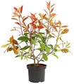 Produktbild: Dehner Purpur-Glanzmispel Red Robin, grün-rote Blätter, ca. 30-35 cm, 2 l Topf, Heckenpflanze