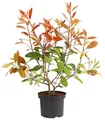 Produktbild: Dehner Hecken Purpur-Glanzmispel Red Robin, Photinia x fraseri, immergrüner Busch, Heckenpflanze mit hellrotem bis purpurfarbenem Austrieb