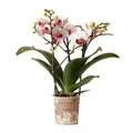 Produktbild: Exotenherz Zimmerpflanze Weiße Phalaenopsis Orchidee Mineral Gibraltar Topfgröße 9cm
