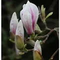 Produktbild: Tulpen Magnolie 80-100cm - Magnolia soulangiana