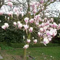 Produktbild: Magnolia soulangeana von INTRAGARTEN | Tulpen-Magnolie Frühlingsblüher | 40-60cm im 5 Liter Topf