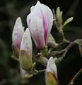 Produktbild: Tulpen Magnolie 80-100cm - Magnolia soulangiana