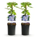 Produktbild: GreenboutiQ - Kletterpflanze - Clematis Blue Angel - Blüte Licht Blau - Wenig Pflege - 2 Pflanzen - Topf 11cm Höhe 40cm