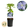 Produktbild: Kletterpflanze Clematis Blue Angel Blüte Licht Blau ⌀11cm ↕40cm