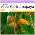 Produktbild: SAFLAX - Tropischer Melonenbaum/Papaya - 30 Samen - Carica papaya