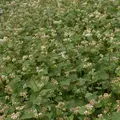 Produktbild: Freudenberger - Buchweizen 25 Kg Zwischenfrucht Fagopyrum Esculentum Bienentrachtpflanze