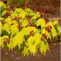 Produktbild: Hochstamm Japanischer Goldahorn 80-100cm - Acer shirasawanum Aureum