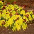 Produktbild: Hochstamm Japanischer Goldahorn 80-100cm - Acer shirasawanum Aureum