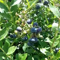 Produktbild: Bluecrop, Kulturheidelbeere, süß und aromatisch, 30-40 cm groß im 3 Liter Topf