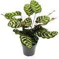 Produktbild: Exotenherz Schattenpflanze mit Besonderem Blattmuster Calathea Makoyana Korbmarante 14cm Topf ca. 35-40cm Hoch