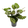 Produktbild: Exotenherz Schattenpflanze mit besonderem Blattmuster Calathea makoyana Korbmarante 14cm Topf ca. 35-40cm hoch