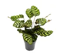 Produktbild: Exotenherz Zimmerpflanze Schattenpflanze Calathea makoyana Korbmarante 14cm Topf 35-40cm hoch