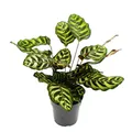 Produktbild: Schattenpflanze Calathea makoyana - Korbmarante - 14cm Topf - ca. 35-40cm hoch