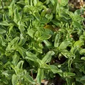 Produktbild: Blumixx Stauden Mentha pulegium – Poleiminze, winterharte Duftstaude, hellviolett blühend, Bienenmagnet, im 0,5 L Topf, ideal für Garten & Beet