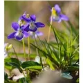Produktbild: Hunds-Veilchen  - Viola canina