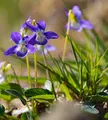 Produktbild: Hunds-Veilchen  - Viola canina