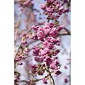 Produktbild: Prunus Serrulata Kiku-Shidare-Zakura Hängende Kirsche Rosa 60–100 cm