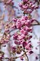 Produktbild: Pflanzen für Dich Gehölze Prunus serrulata Kiku-shidare-zakura, 1 St., Hängende Nelkenkirsche, Japanische Blütenkirsche