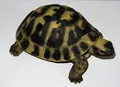 Produktbild: Rofu Dekofigur/Gartenfigur/Schildkröte/Tierfigur/Garten Deko/Kunststein/Polyresin/frostfest/Dehner /