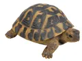 Produktbild: Dehner Gartenfigur Schildkröte, 7.7 x 17 x 11.7 cm, Polyresin