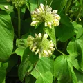 Produktbild: Blumixx Stauden Phlomis russeliana - Syrisches Brandkraut