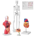 Produktbild: VEVOR 4-teilige Menschliche Anatomiemodelle Menschlicher Körper Anatomie Modell, Vollskelett / Vollorganset / Herz / Gehirn Abnehmbarer Menschlicher Körper Modell, für Medizinstudenten Ärzte & Lehrer