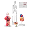 Produktbild: VEVOR Menschliche Anatomie Modelle Gehirn/Torso Körper/Herz/Skelett 4-teilig