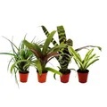 Produktbild: Exotenherz Mini-Bromelien-Set 