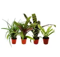 Produktbild: Exotenherz Zimmerpflanze Mini-Bromelien-Set Nature's Touch 4 Pflanzen 5,5cm Topf