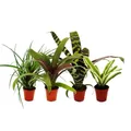 Produktbild: Mini-Bromelien-Set Nature's Touch 4 Pflanzen mit ausgefallener Optik 5,5cm Topf
