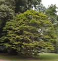 Produktbild: Fächer Ahorn 125-150cm - Acer palmatum