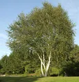 Produktbild: Himalaja Birke 100-125cm - Betula jacquemontii