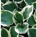 Produktbild: Funkie Patriot - Hosta Hybrid