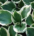 Produktbild: Funkie Patriot - Hosta Hybrid
