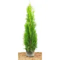 Produktbild: Thuja occidentalis 'Smaragd' 80-100 cm 2 Liter Container