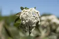Produktbild: Pflanzen für Dich Gehölze Viburnum pragense, 1 St., Prager Schneeball, Immergrüner Schneeball