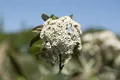 Produktbild: Viburnum x pragense, Prager Schneeball, immergrün, 60–80 cm