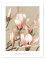 Produktbild: Poster Magnolia - Vintage Educational Collection