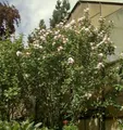 Produktbild: Garteneibisch French Point 40-60cm - Hibiscus