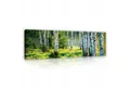 Produktbild: Wallarena Leinwandbild Grün Wald Birkenwald Landschaft Natur Wandbilder 145x45 cm Groß XXL, Wald (Einteilig, 1 St), Leinwand Bilder Wohnzimmer Schlafzimmer Küche Wandbild Leinwandbilder