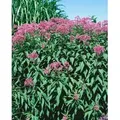 Produktbild: Eupatorium Fistulosum Glutball Purpur Wasserdost Ca. 11x11 cm Topf