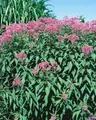Produktbild: Eupatorium fistulosum 'Glutball' 11x11 cm Topf – Winterhart, Mehrjährig, Pflegeleicht – Wasserdost – Staude für Beet & Rabatte