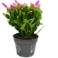 Produktbild: Exotenherz Großer Weihnachtskaktus Schlumbergera XXL 17cm Topf ca. 25-35cm Hoch Rosa Blüten Leuchtend Pink